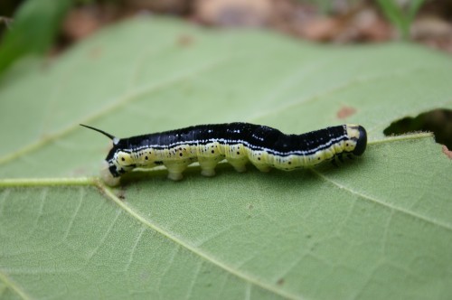 catalpa worm