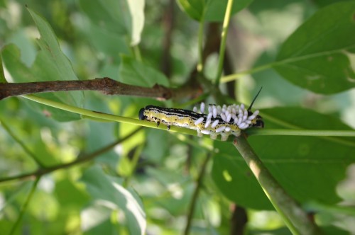 catalpa worm and wasp cocoons