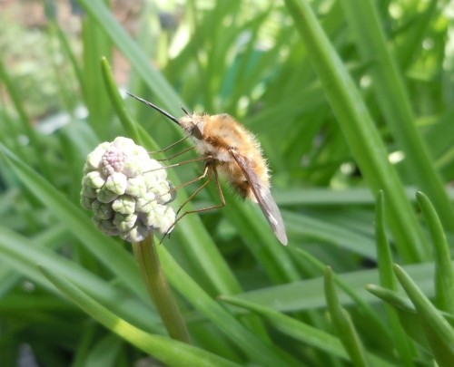 bee fly