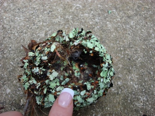 gnatcatcher nest