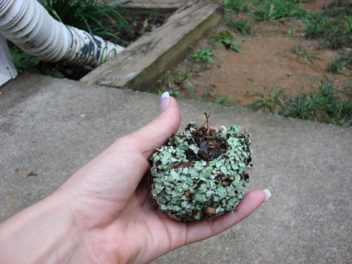 hummingbird nest