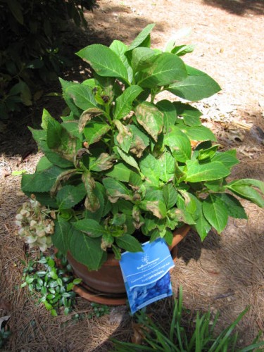 hydrangea insecticide burn on leaves