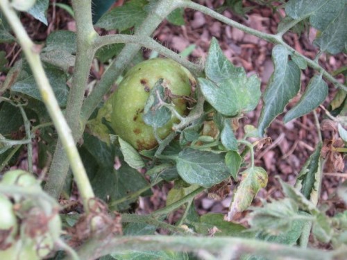 tomato late blight