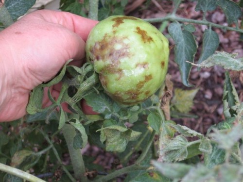 tomato late blight