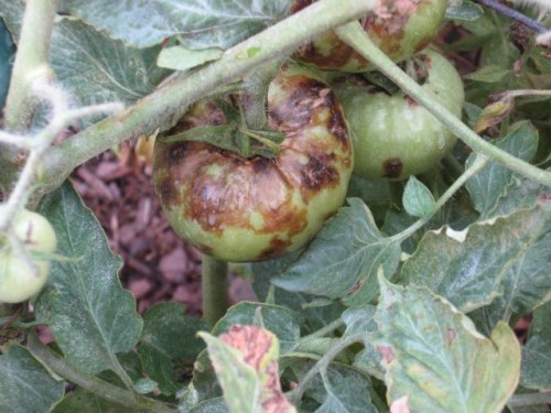 tomato late blight