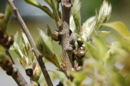 kudzu bug