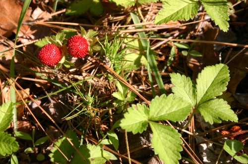 mock strawberry