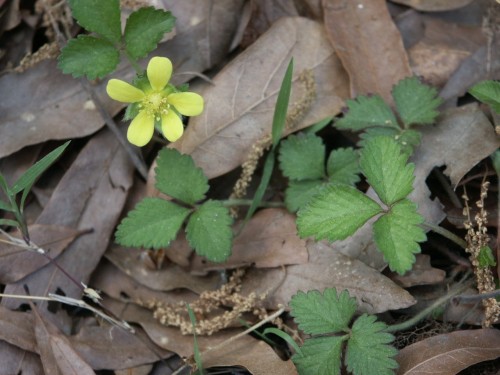 wild strawberry 3