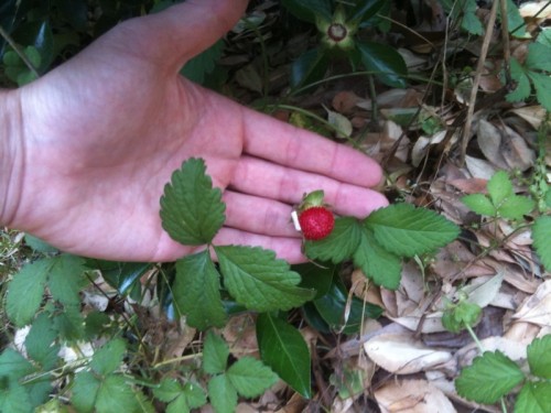 mock strawberry