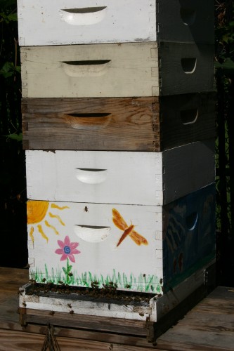 honeybee hive