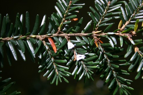 hemlock adelgid 1