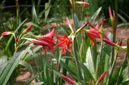 hardy amaryllis