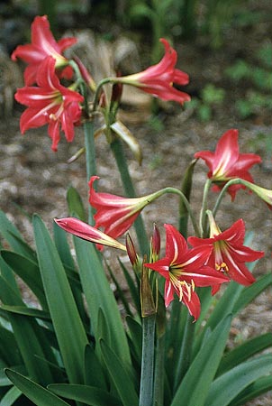 hardy amaryllis