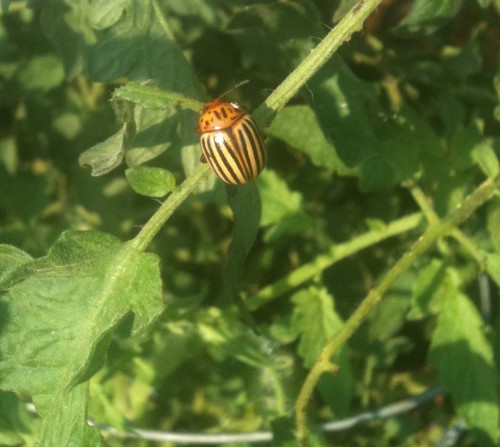 Colorado potato beetle