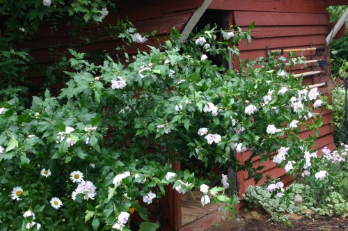 Rose of Sharon