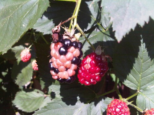 stinkbug damage on blackberry