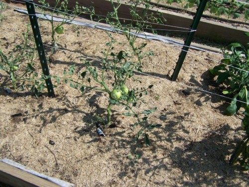 grass clippings containing herbicide