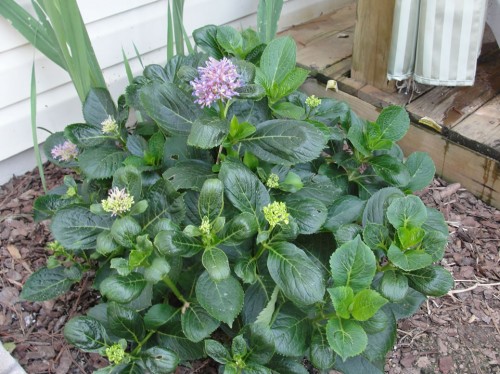 hydrangea virus