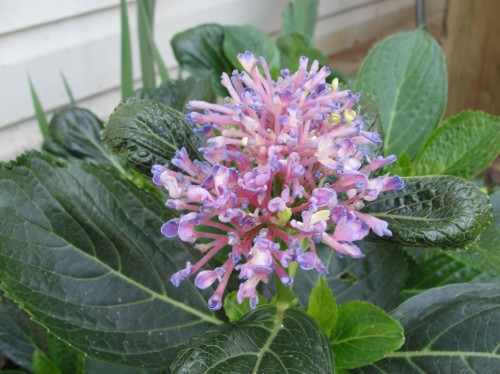 hydrangea virus