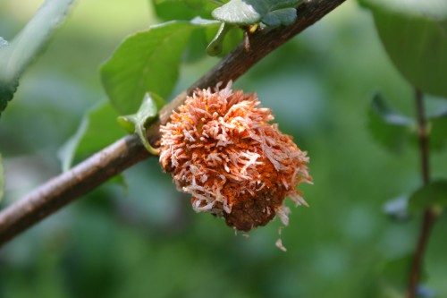 cedar quince rust on pear