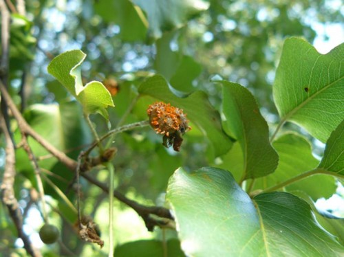 cedar quince rust on pear