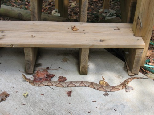 copperhead snake