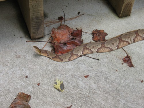 copperhead snake