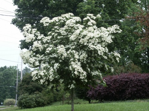 kousa dogwood