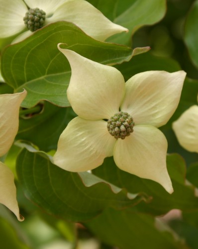 kousa dogwood flower