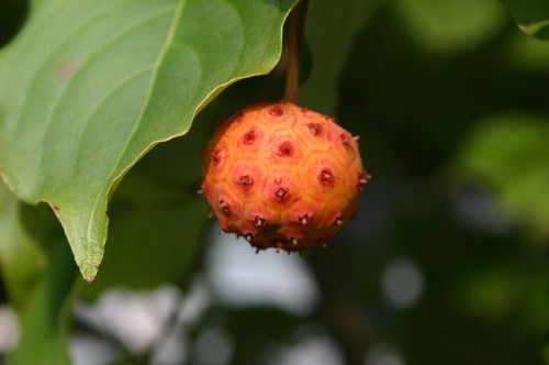 kousa dogwood fruit 