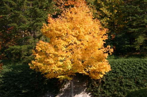 sugar maple