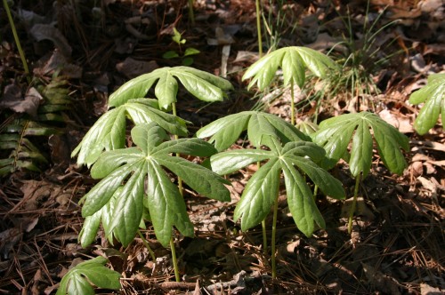 mayapple