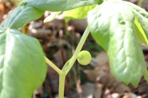 mayapple fruit