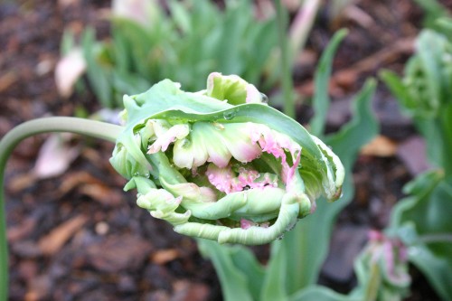 tulip malformed 3