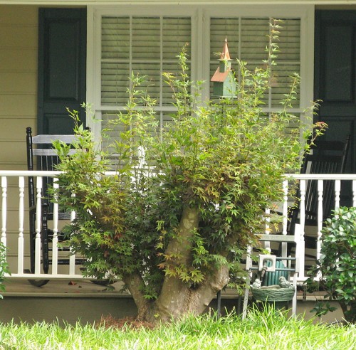 Japanese maple badly pruned (photo courtesy Lyle Collins www.southerntrillium.com)