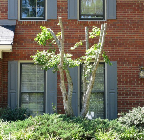 Japanese maple badly pruned (photo courtesy Lyle Collins www.southerntrillium.com)