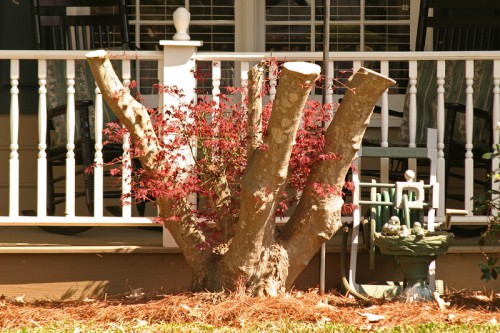 Japanese maple badly pruned (photo courtesy Lyle Collins www.southerntrillium.com)