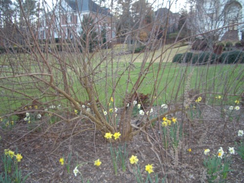 vitex for pruning