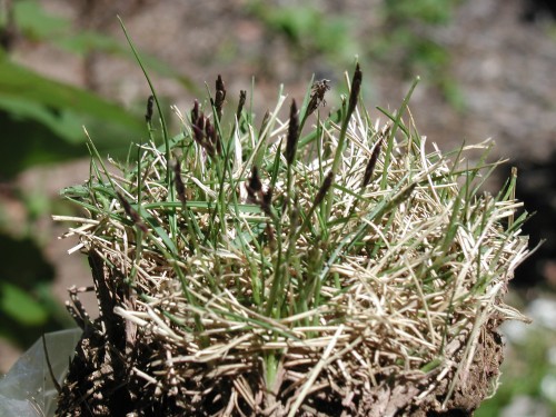 zoysia seedheads