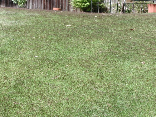 zoysia seedheads