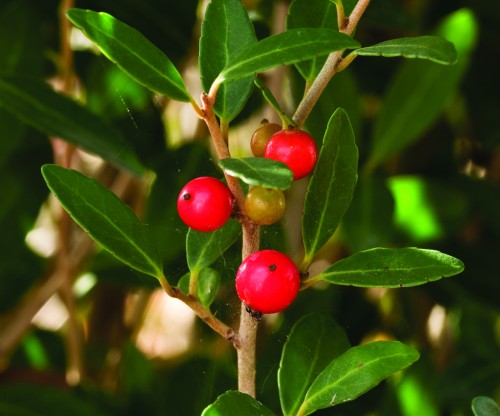 Scarlet's Peak holly