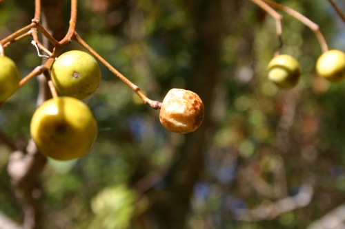 chinaberry fruit