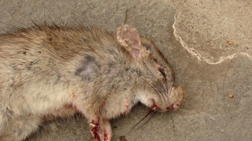 rat mange 1