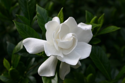 gardenia flower