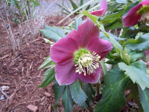 hellebore