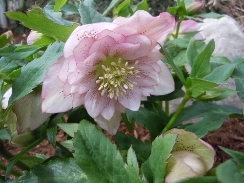 hellebore