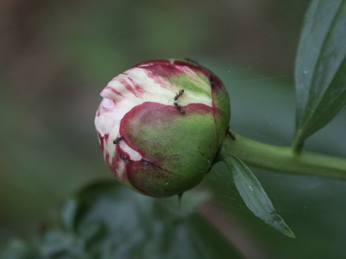 peony ants