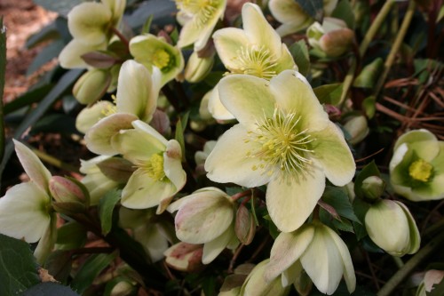 hellebore Ivory Prince