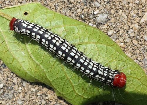 azalea caterpillar