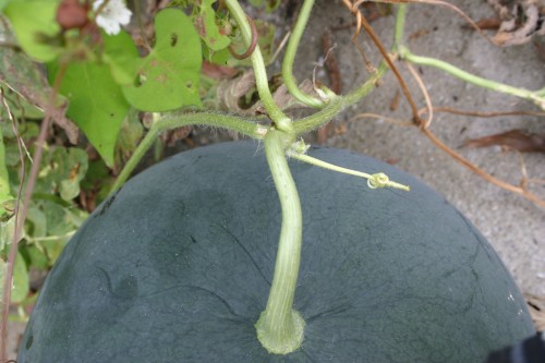 watermelon tendril